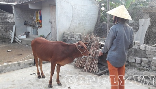 Nghệ An: Hộ nghèo phải đi vay tiền nộp để được nhận bê từ Dự án