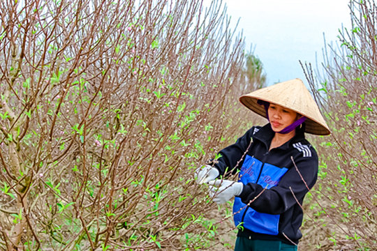 Dân trồng đào “nín thở” chờ Tết