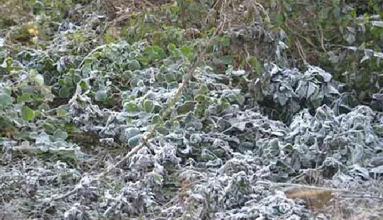 Bắc Bộ giảm nhiệt sâu, vùng núi cao xuất hiện băng giá và sương muối