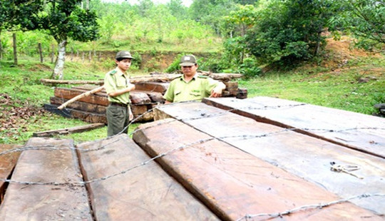 Bắt tạm giam 2 trạm trưởng quản lý bảo vệ rừng