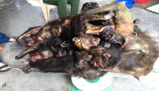 Bắt người phụ nữ đưa 7 con khỉ đã chết đi tiêu thụ