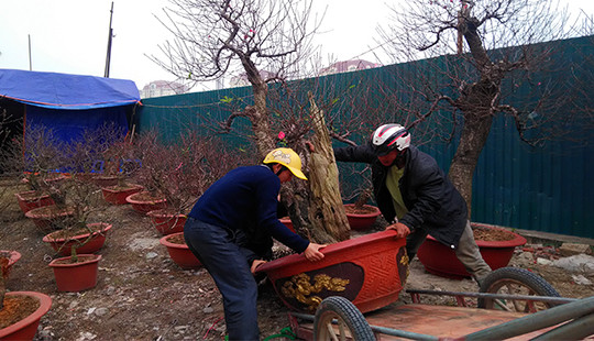 Hà Nội: Cây cảnh chơi Tết "rục rịch" xuống phố