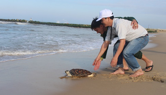 Thả cá thể rùa quý hiếm nặng 5,5kg về môi trường biển