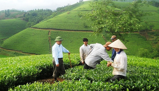 Thương hiệu chè Phú Đa: Đột phá để bền vững
