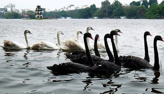 Thả thiên nga ở hồ Hoàn Kiếm: Sở Văn hóa Hà Nội nói gì?