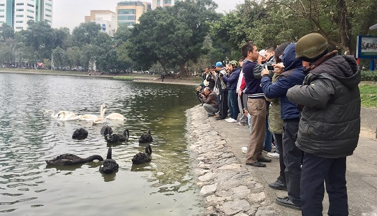 Người Hà Nội hiếu kỳ xem thiên nga Bỉ bơi ở hồ Thiền Quang