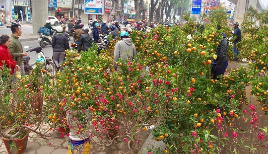 Đào, quất "rộn ràng" mang không khí Tết xuống phố