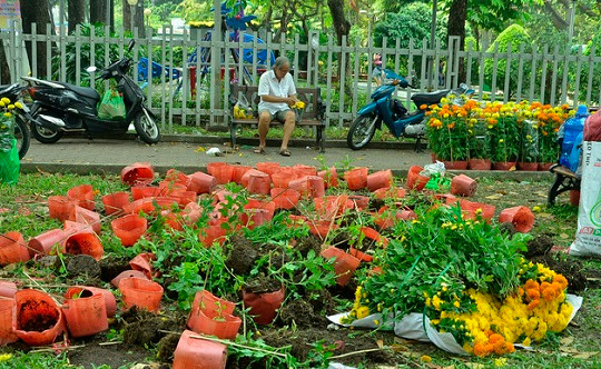 TP.HCM: Người buôn hoa quyết đập bỏ chứ không bán tháo