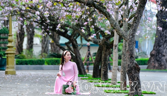 Hoa ban Tây Bắc nở rực tím trời Hà Nội