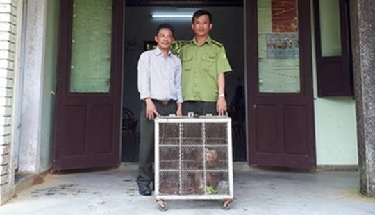 Thả hai cá thể khỉ mặt đỏ quý hiếm về môi trường tự nhiên