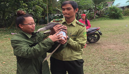 Một người dân Cơ Tu bàn giao cá thể voọc chà vá quý hiếm