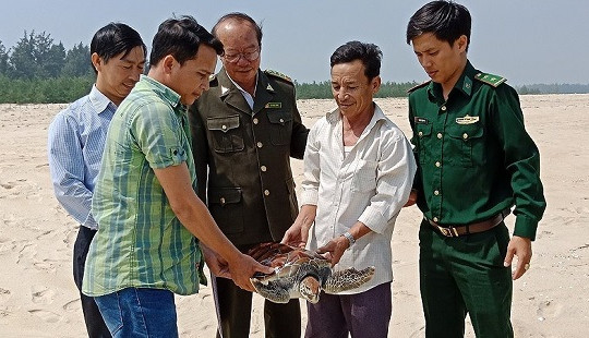 Thả cá thể rùa biển quý hiếm nặng 8kg về biển
