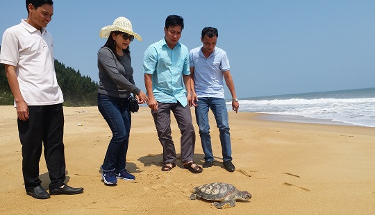 Giải cứu cá thể rùa biển quý hiếm nặng 7kg thả về tự nhiên