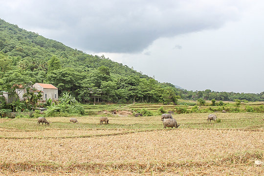 Bi hài những vụ trộm “đầu cơ nghiệp” ở vùng cao