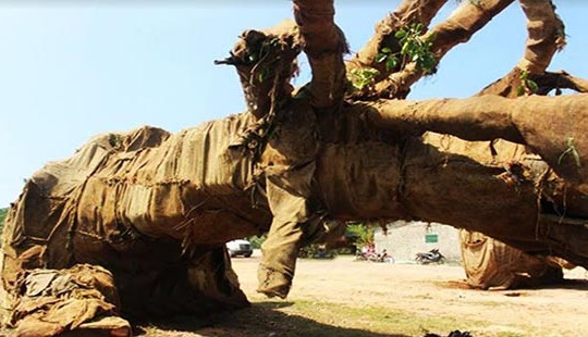 Vụ 3 cây “quái thú” bị tạm giữ: Một trong ba bộ hồ sơ có dấu hiệu bị làm giả