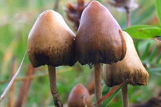 Nấm thức thần "đầu hói" gây ảo giác chết người