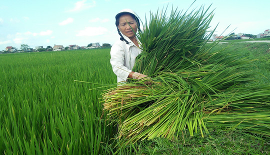 Thanh Hóa: Nông dân khốn đốn vì lúa “ma” hoành hành