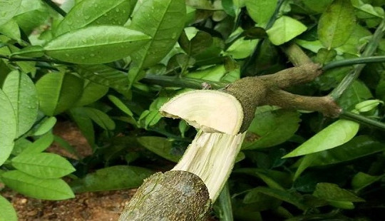 Khởi tố hình sự vụ chặt phá gần 200 gốc bưởi trong đêm mưa