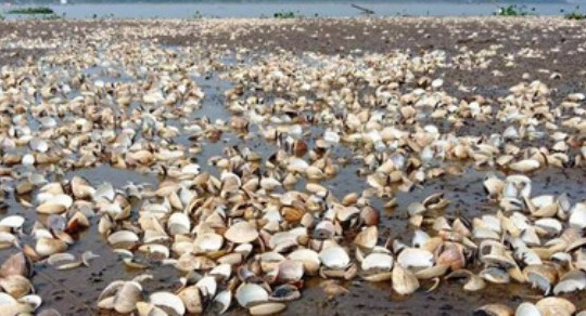 Thanh Hóa: Xác định nguyên nhân ngao chết hàng loạt khiến người dân trắng tay