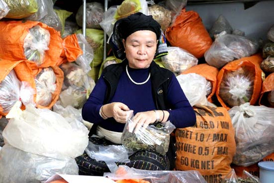 Gặp “vua biệt dược” chữa bệnh ung thư ở miền Tây Thanh Hóa