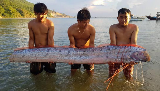 Hà Tĩnh: Cá hố rồng “khủng” bơi dạt vào bờ biển