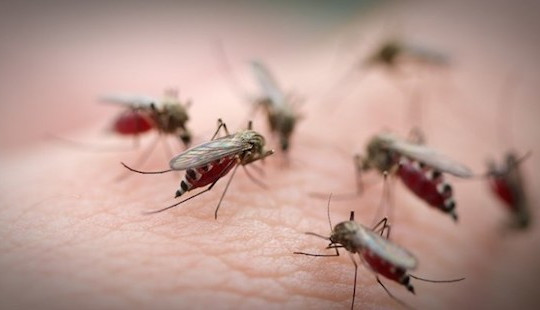 6 căn bệnh nguy hiểm lây truyền từ muỗi