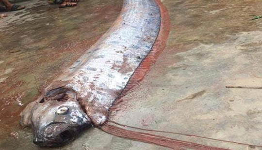 Bắt được cá “lạ” dài hơn 4m khi đi ra biển
