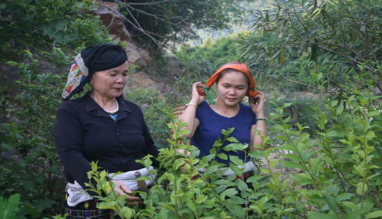 Gặp “vua biệt dược” chữa bệnh ung thư ở miền Tây Thanh Hóa.
