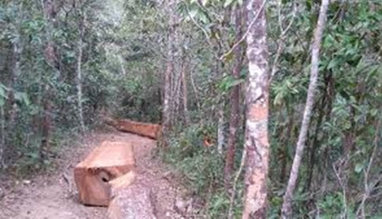 Cầm đầu nhóm lâm tặc tấn công lực lượng chức năng, cướp lại số gỗ tang vật