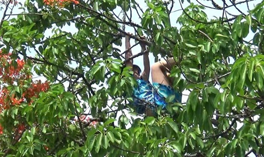 Giải cứu thành công cô gái ngáo đá, leo lên ngọn cây la hét