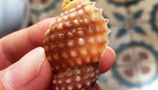 Nữ giáo viên tử vong nghi do ăn ốc biển