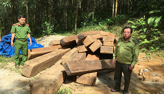 Phát hiện số lượng lớn gỗ xoan đào được giấu trong rừng