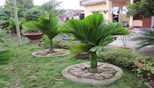 Một số loại cây phong thủy phổ biến nên trồng cho không gian sống quanh bạn