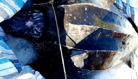 Rùa da quý hiếm dài 1,5m mắc lưới ngư dân Quảng Ngãi