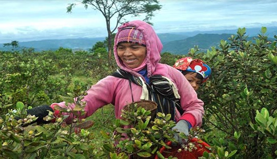 Người dân miền núi kiếm tiền triệu từ việc hái sim rừng
