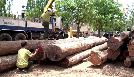 Vụ bắt trùm gỗ lậu Phượng “râu”: Hạt trưởng và hàng loạt cấp dưới bị kỷ luật