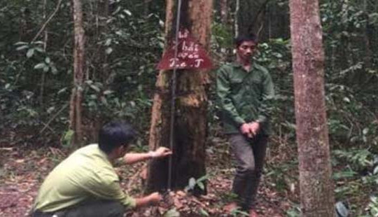 Tàn cuộc nhậu, kéo nhau đi cưa trộm gỗ trắc