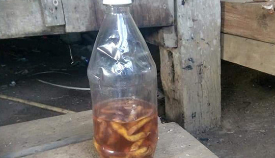 Uống rượu ngâm rễ cây lạ, 2 cậu cháu tử vong
