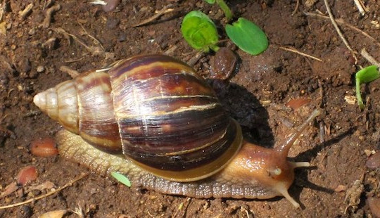 Nuốt ốc sên sống, nam thanh niên bị viêm màng não