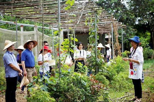 Du lịch nông nghiệp: “Mỏ vàng” nhiều tiềm năng
