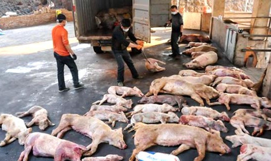 Tổng cục Hải quan tăng cường mọi biện pháp ngăn chặn bệnh Dịch tả lợn Châu Phi vào Việt Nam