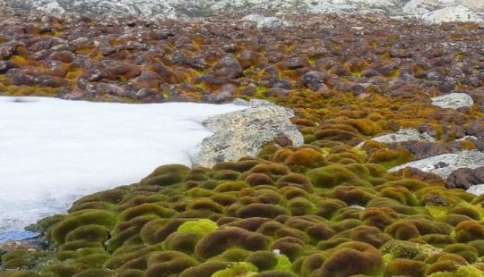 Biến đổi khí hậu đã làm thảm thực vật cổ tại Nam Cực biến mất