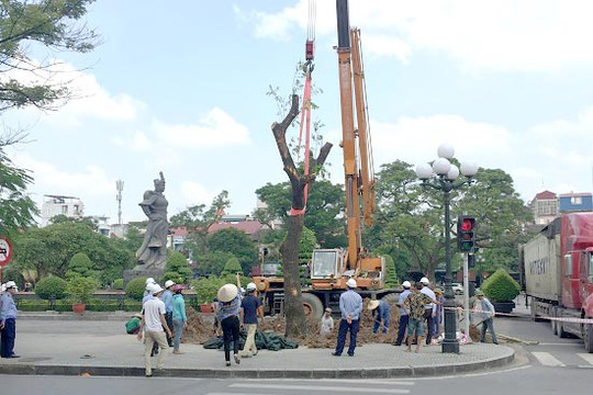 Hải Phòng: Trồng cây muồng ngủ khôi phục cảnh quan Quảng trường Tượng đài Nữ tướng Lê Chân