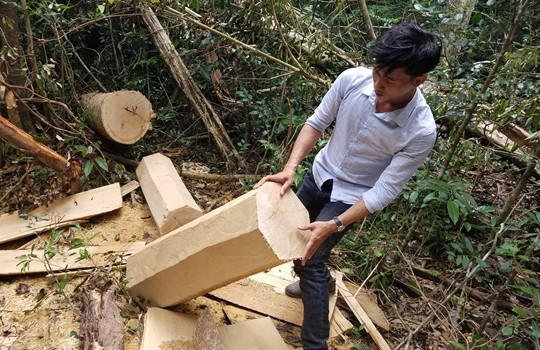 Hiện trường khu rừng bị phá ở huyện Mang Yang