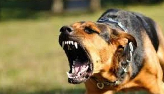 Bé trai 4 tuổi bị chó nhà cắn trọng thương