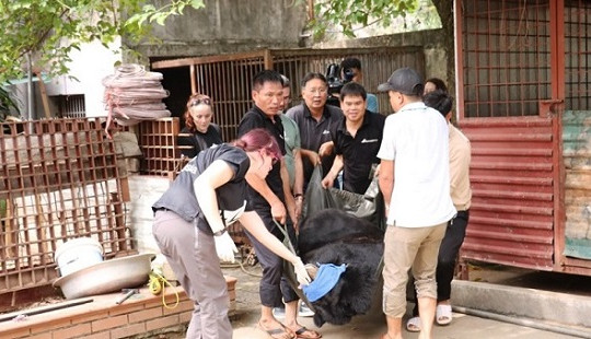 Giải cứu một cá thể gấu ngựa tại Lào Cai