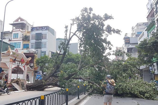 Hà Nội: Cây đa cổ thụ đổ chắn ngang đường