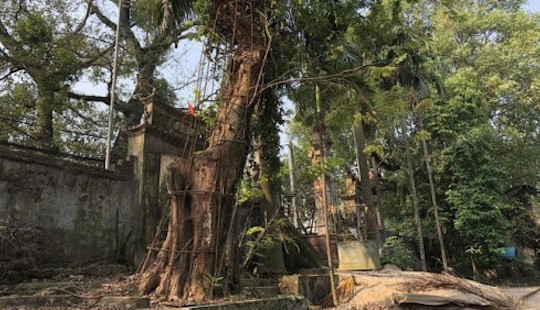 Hà Nội đồng ý cho dân bán đấu giá cây sưa đỏ trăm tỷ