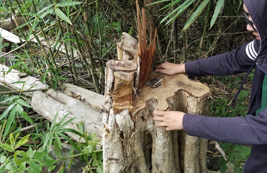 Vụ bắt giữ gần 30m3 gỗ lậu tại Mang Yang: Tang vật bị "lãng quên"