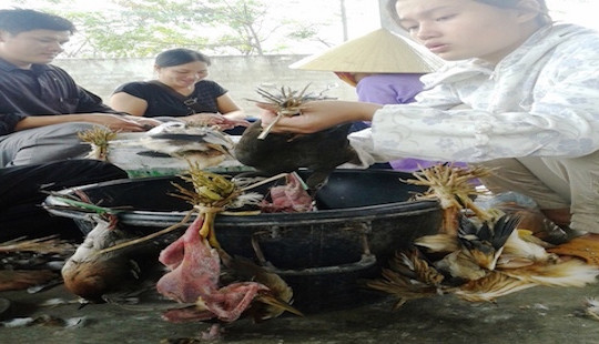 Báo động mùa “tận diệt” chim trời ở các vùng quê